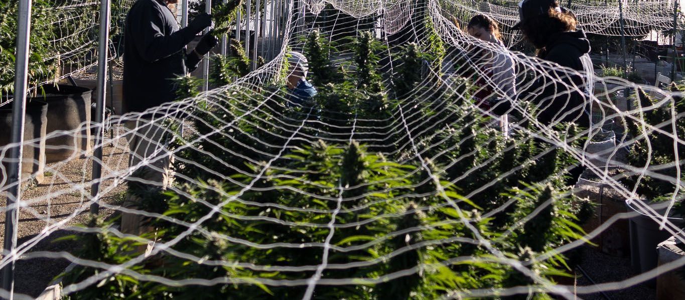 A group of people are working in a greenhouse