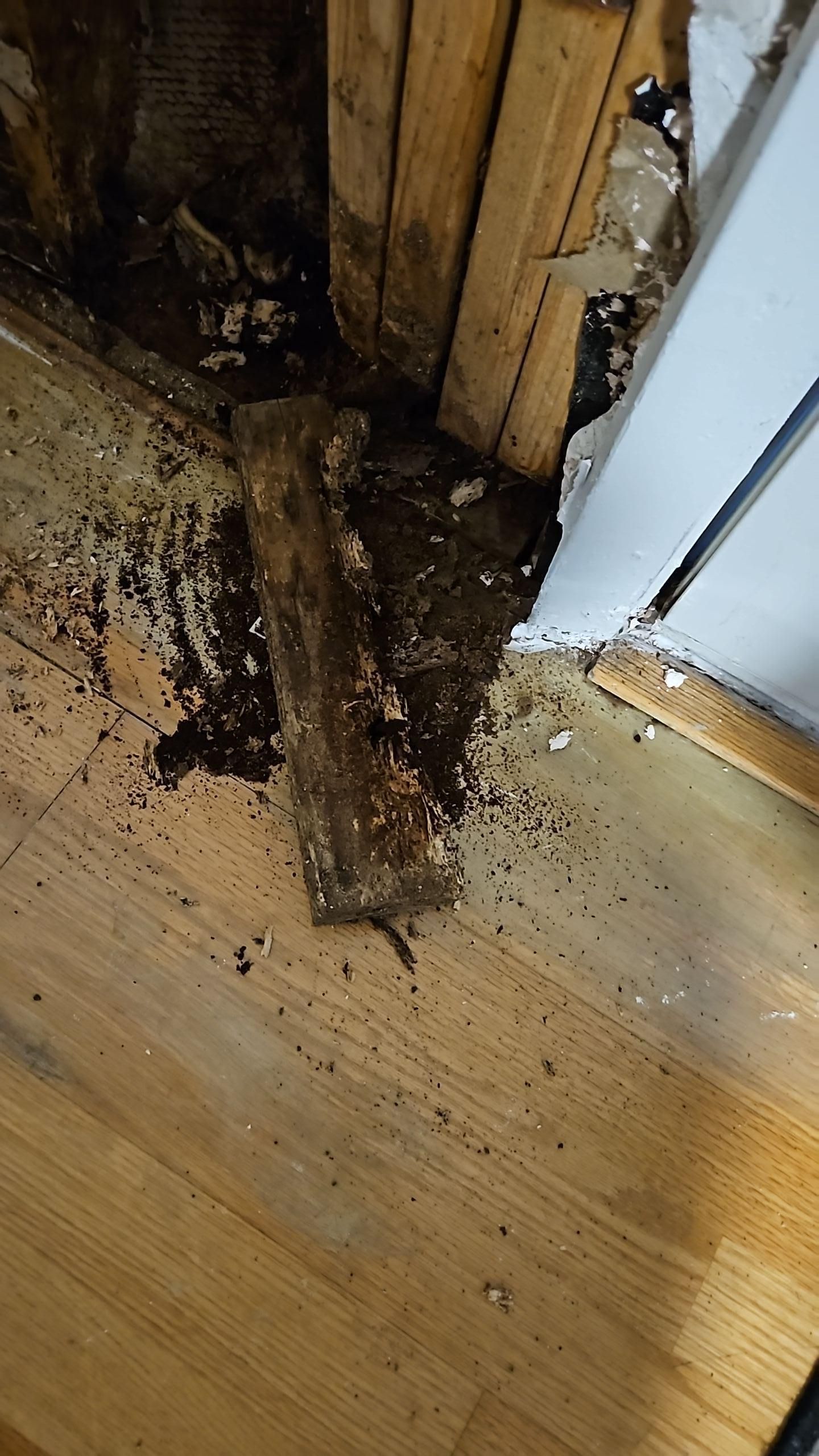 Technician performing controlled drywall demolition for category 2 water damage cleanup