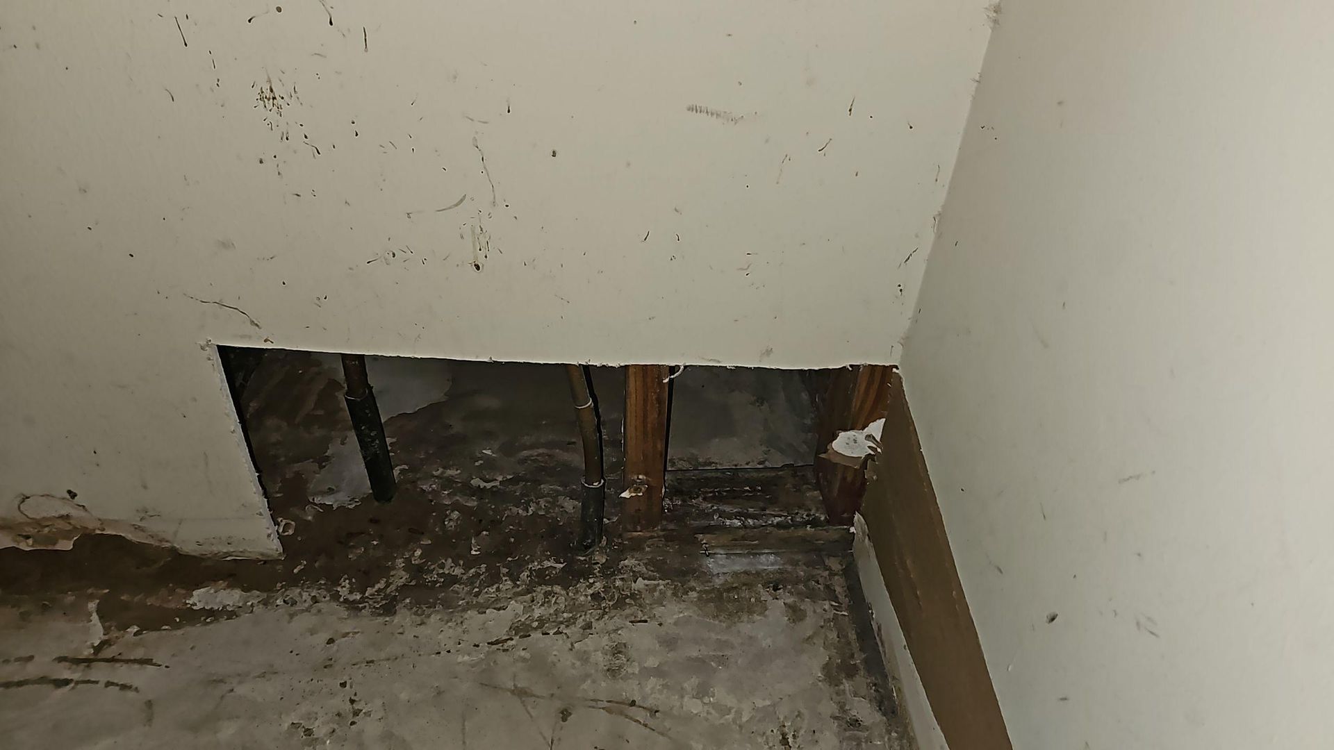 Mold growth visible on drywall surface during initial assessment of Pflugerville TX home