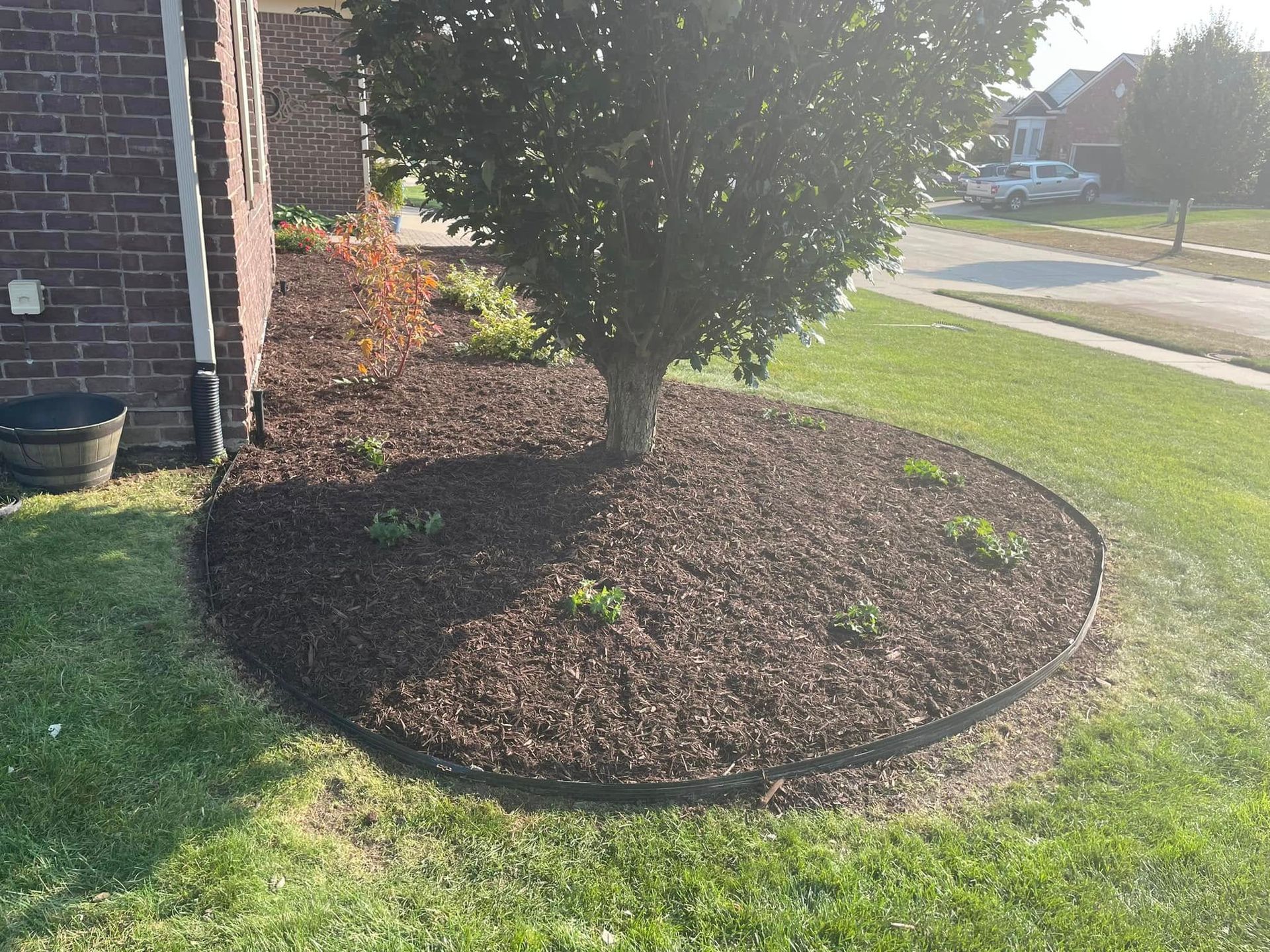 A tree is sitting in a circle of mulch in front of a brick house.