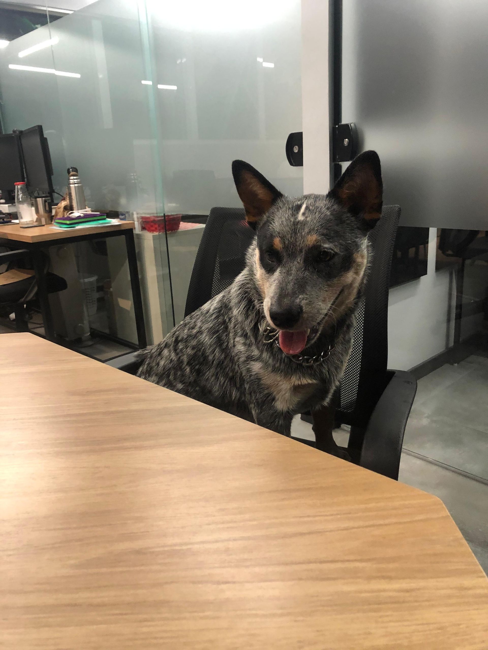 Um cachorro está sentado em uma mesa em um escritório olhando para a câmera no Sandbox Coworking