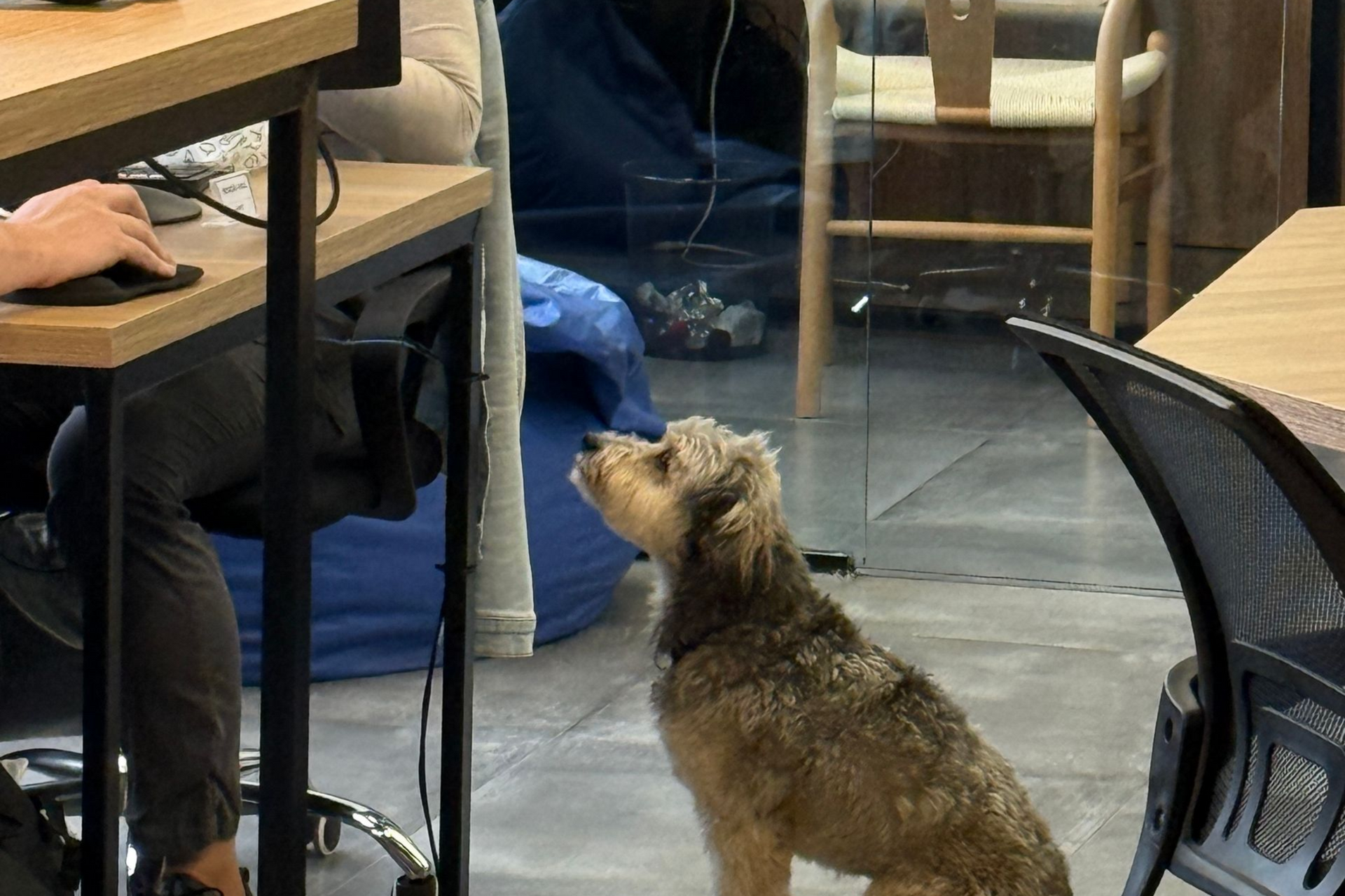 Small, brown dog looking up at person working at a desk in a modern office.
