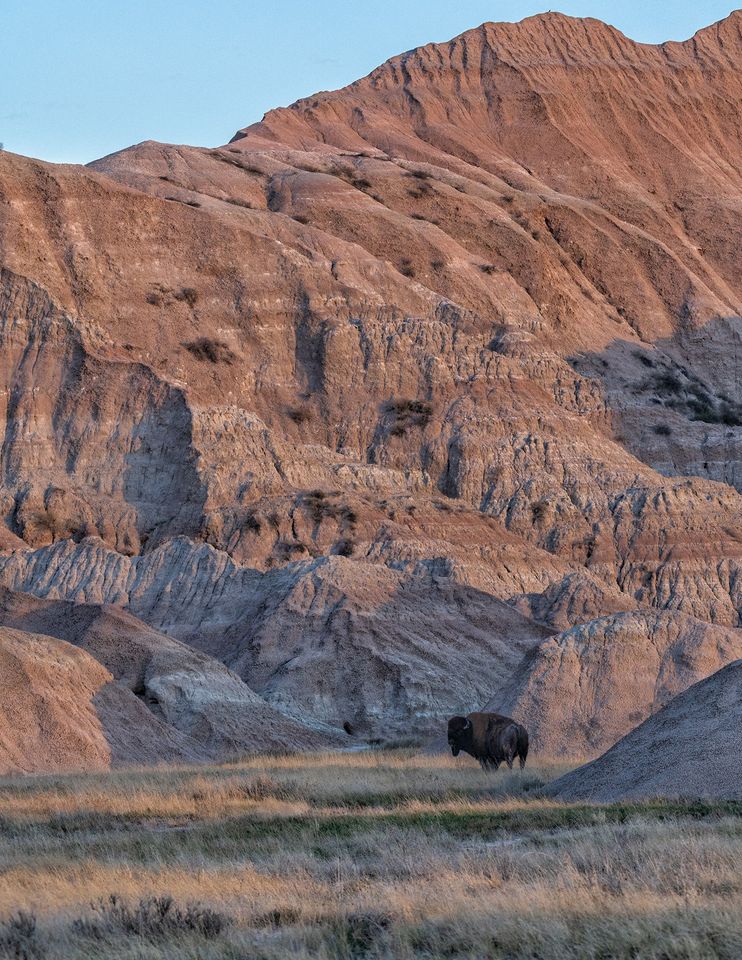 A bison is standing in a field with mountains in the background.