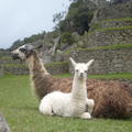 Two llamas resting on grass before terraced stone ruins, one white and one brown.