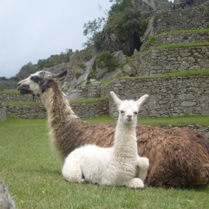 Two llamas resting on grass before terraced stone ruins, one white and one brown.