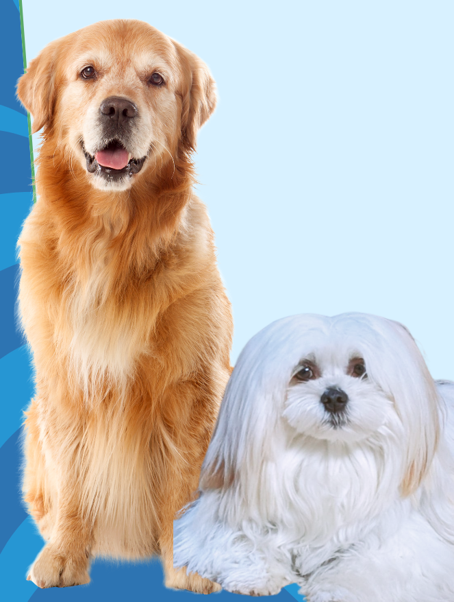 Pet Ministry logo
