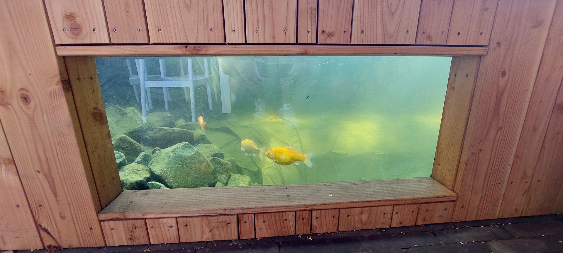 Een rechthoekig raam met een lichte houten omlijsting biedt uitzicht op een troebel onderwaterlandschap met goudkleurige koikarpers die tussen de rotsen zwemmen.