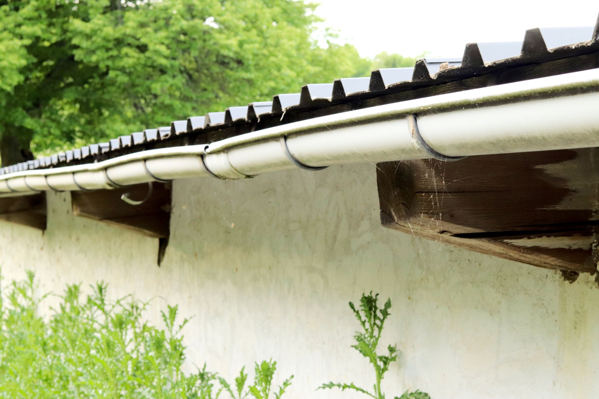 White wall and black roof eaves with gutter, partly covered by green foliage outdoors White wall and black roof eaves with gutter, partly covered by green foliage outdoors