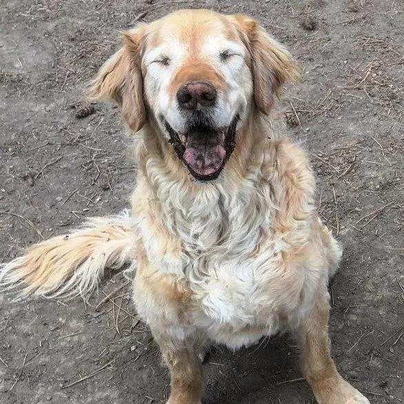 Rates & Special Playpen Pet Boarding & Grooming