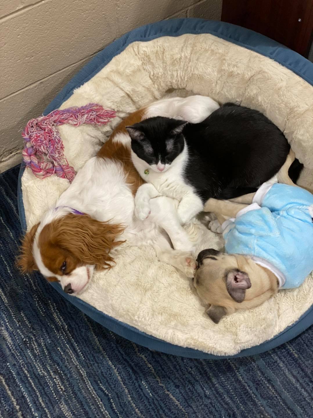 East Side Location Daisy's Pet Playground Evansville, IN