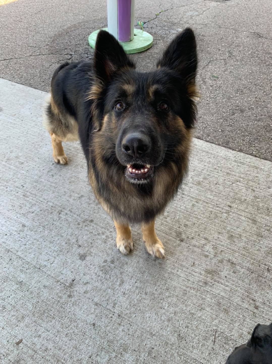 East Side Location Daisy's Pet Playground Evansville, IN