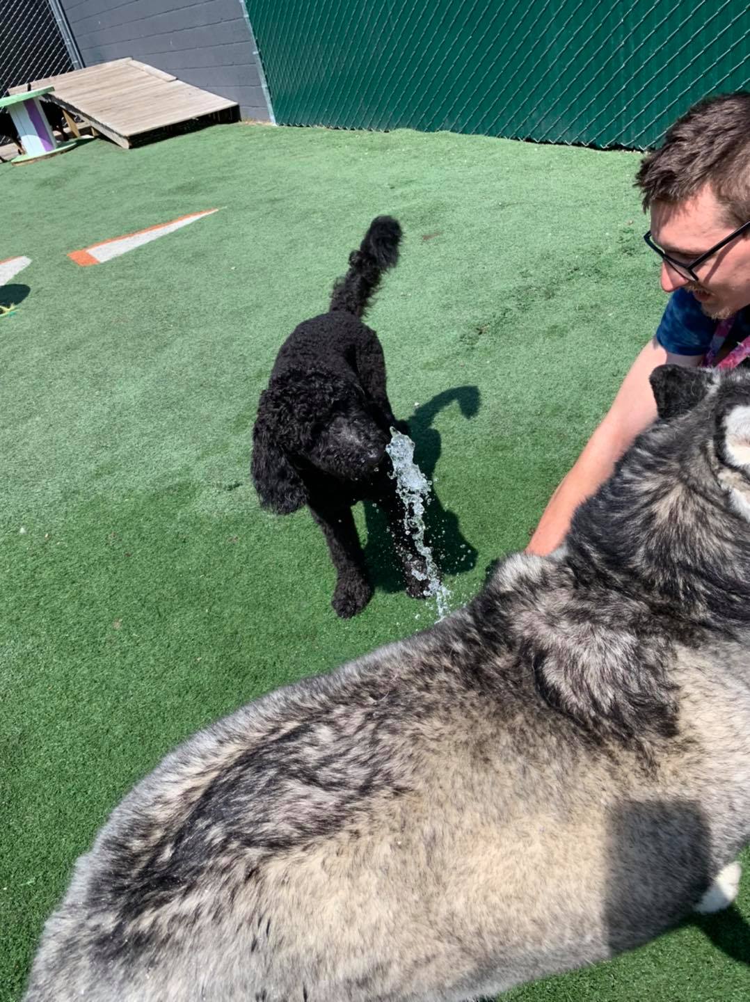 East Side Location Daisy's Pet Playground Evansville, IN