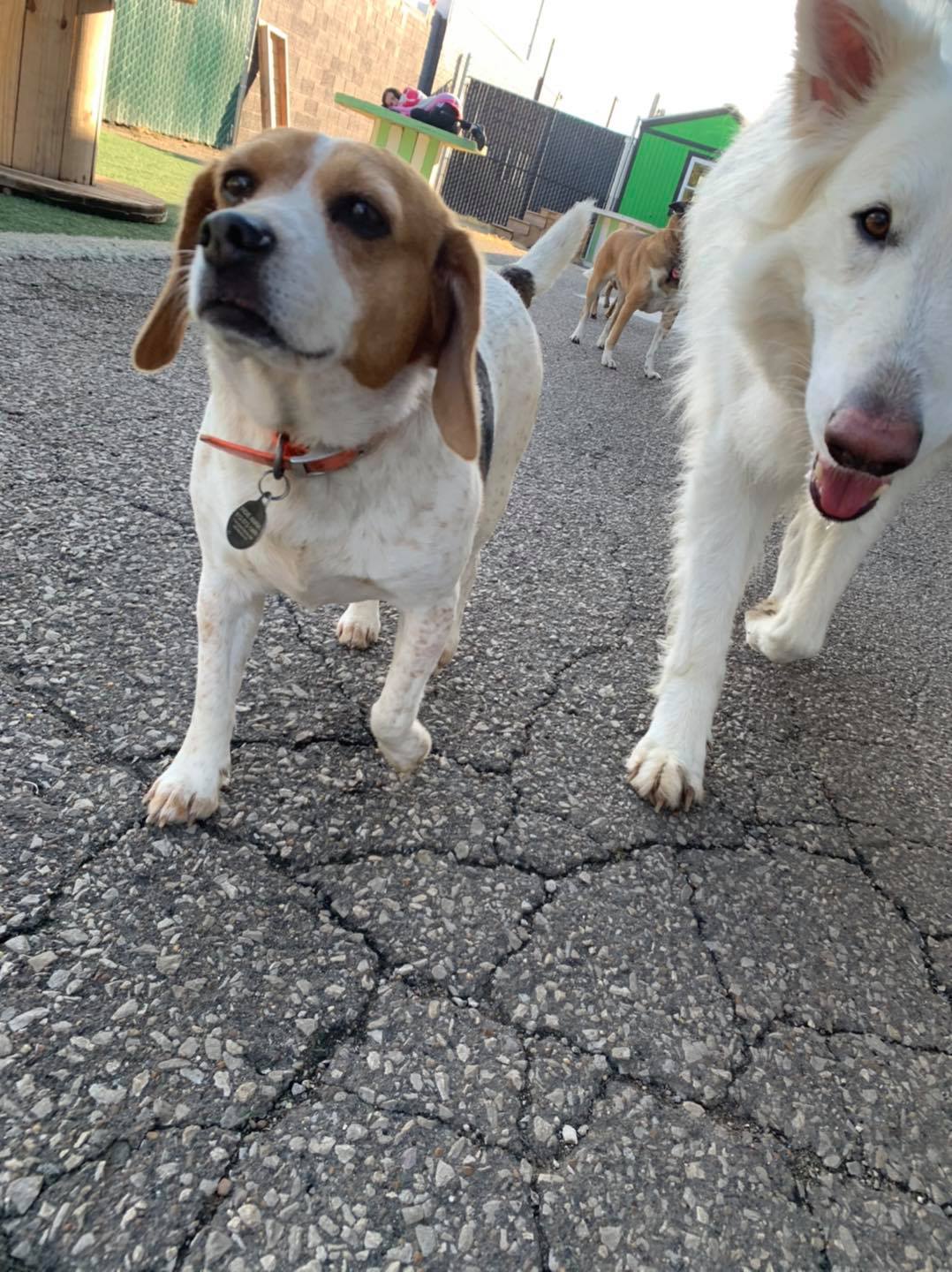 Downtown Location Daisy's Pet Playground Evansville, IN