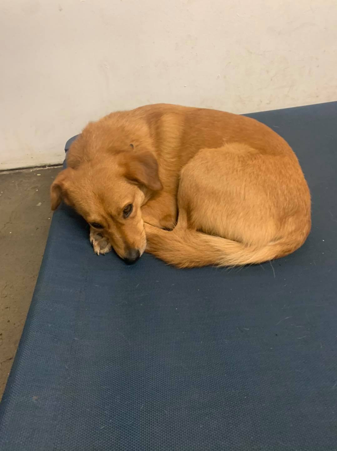 Downtown Location Daisy's Pet Playground Evansville, IN