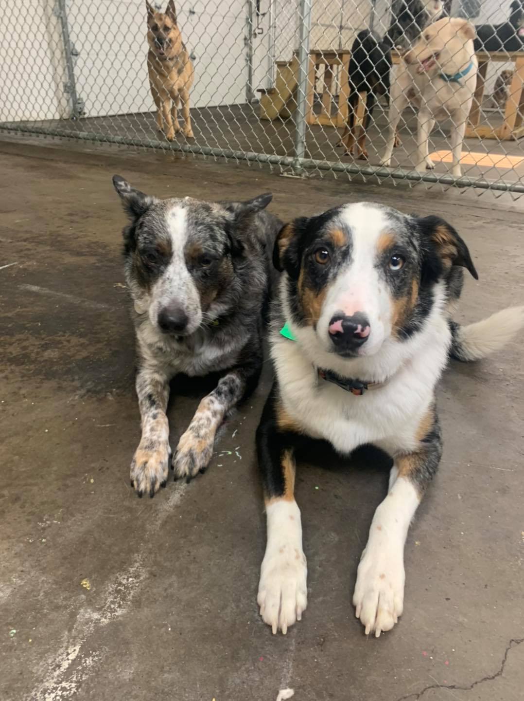 Downtown Location Daisy's Pet Playground Evansville, IN