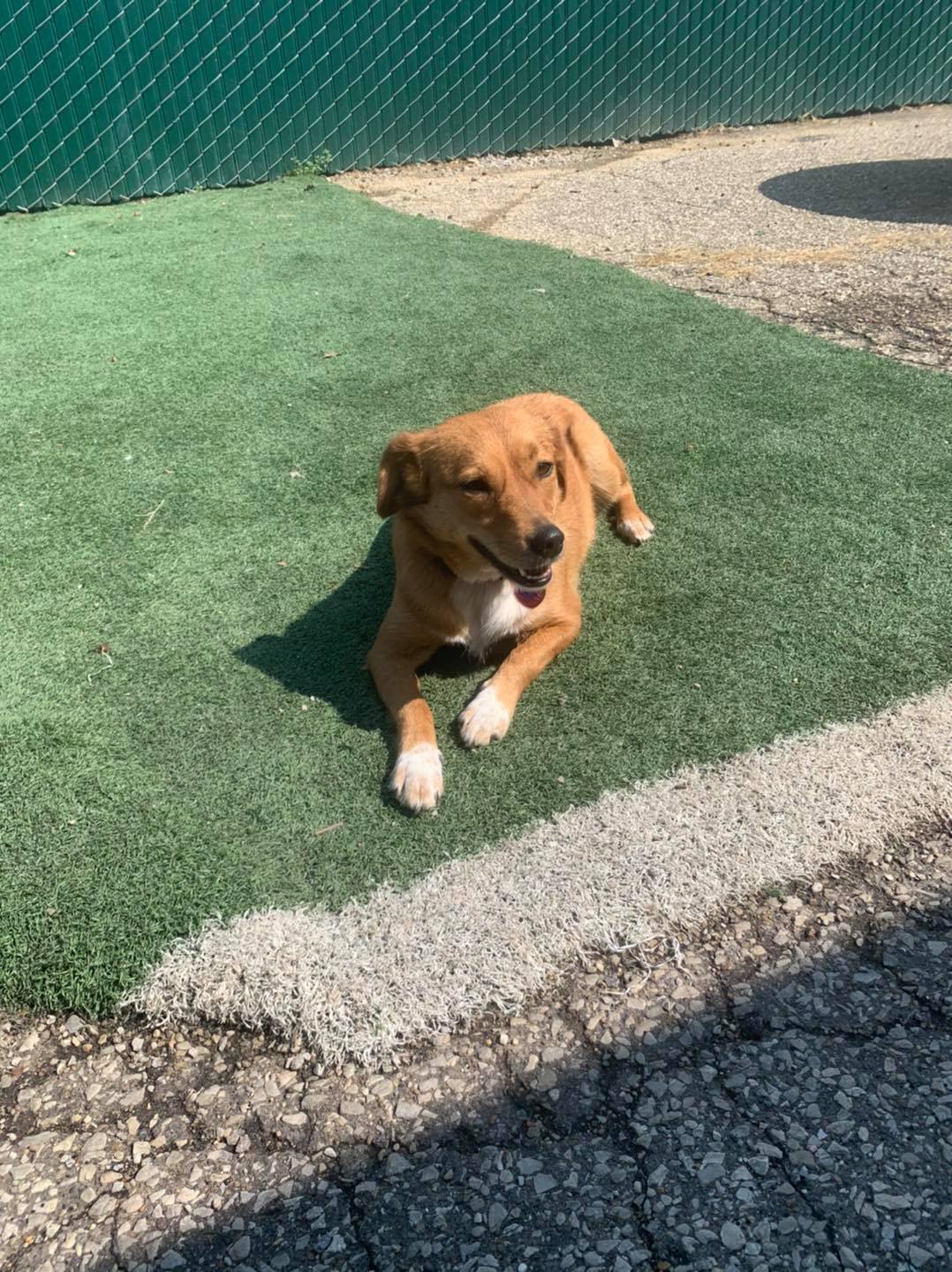 Downtown Location Daisy's Pet Playground Evansville, IN