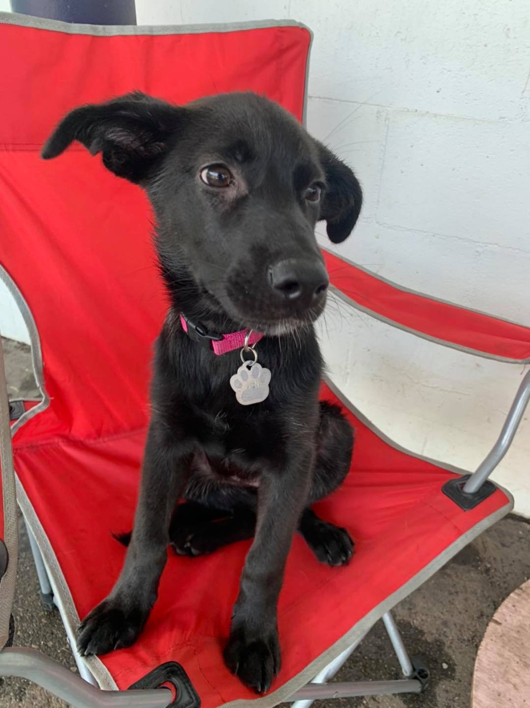 Downtown Location Daisy's Pet Playground Evansville, IN