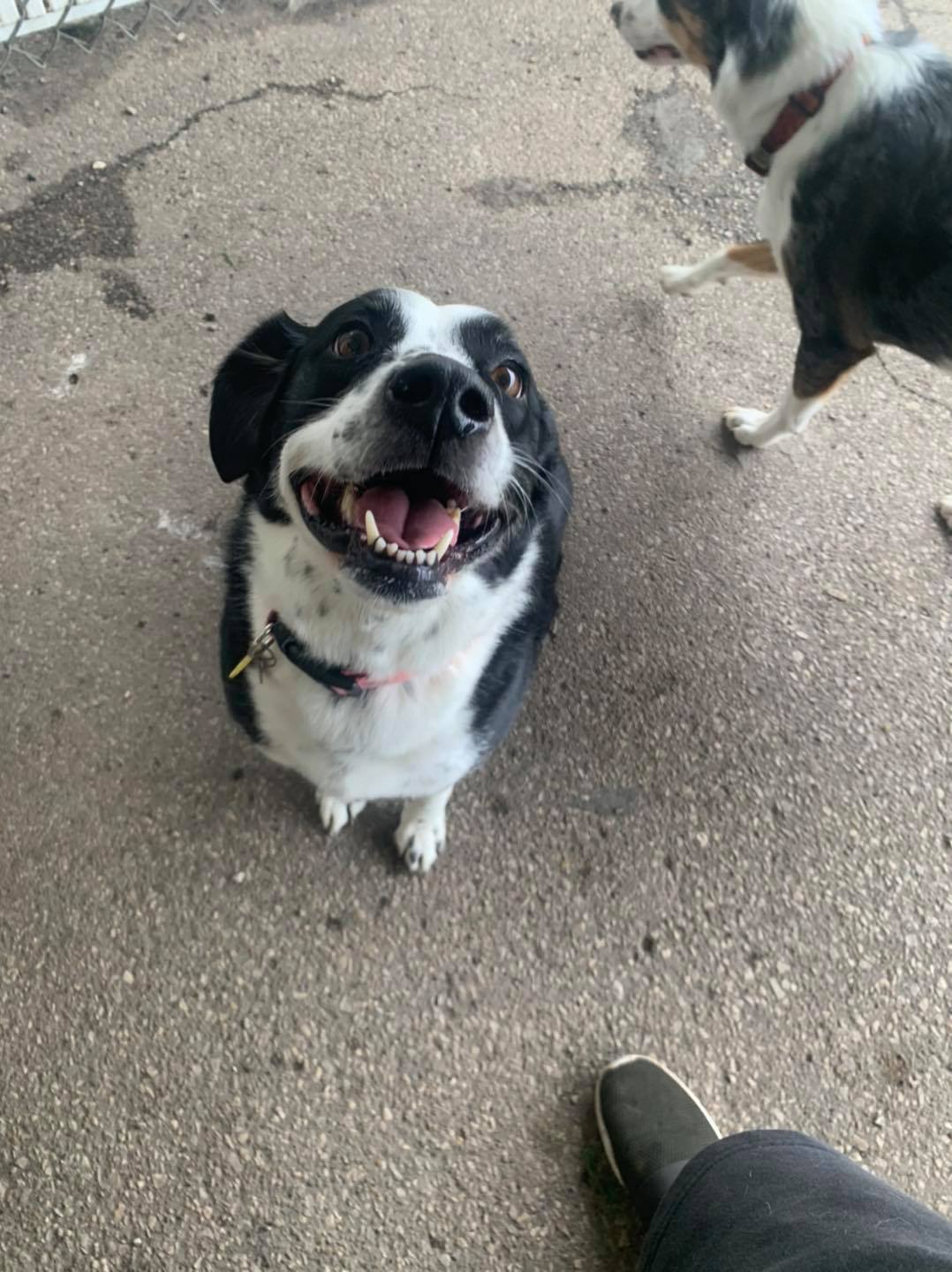 Downtown Location Daisy's Pet Playground Evansville, IN