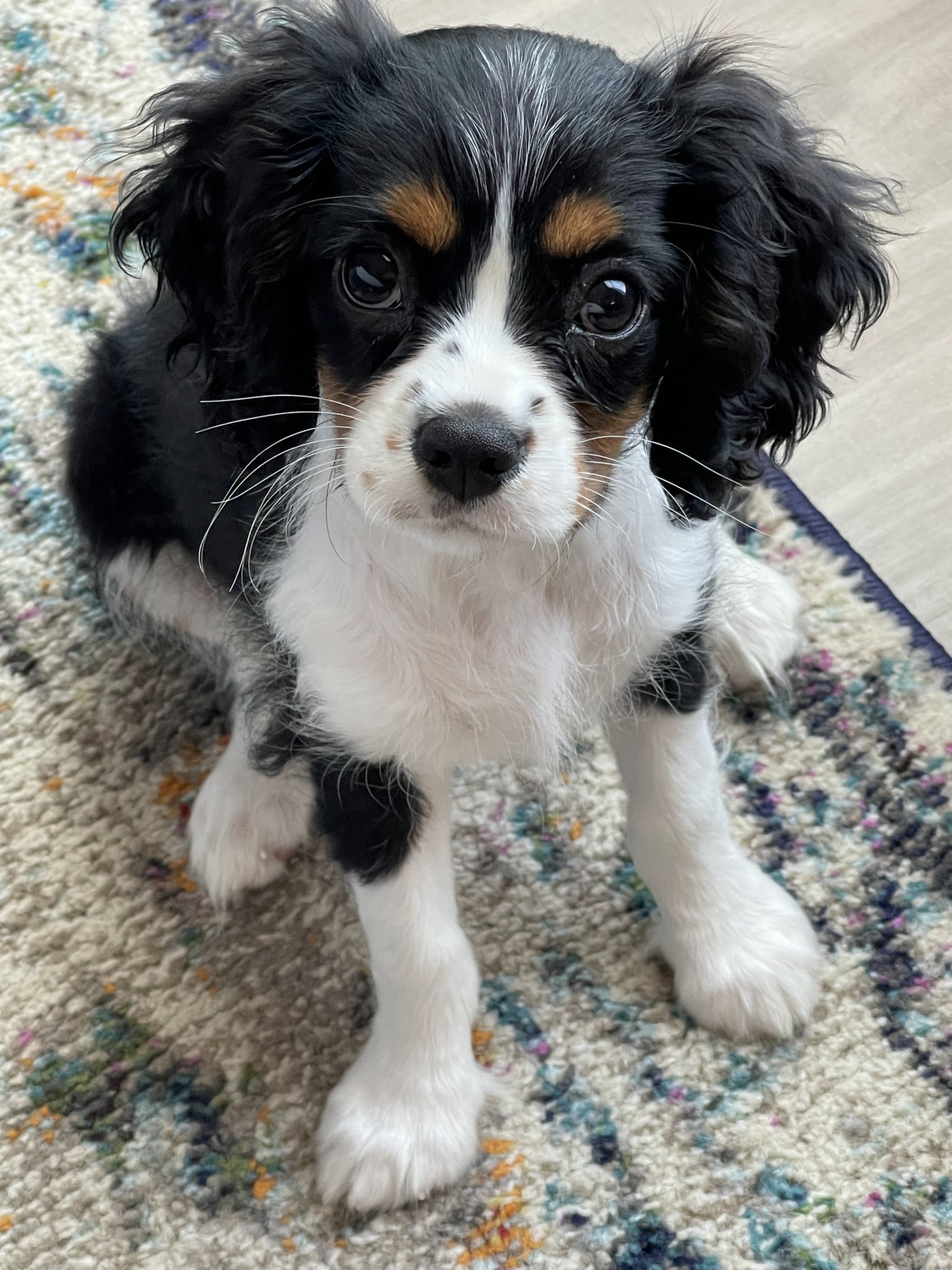 Grooming Daisy's Pet Playground Evansville, IN