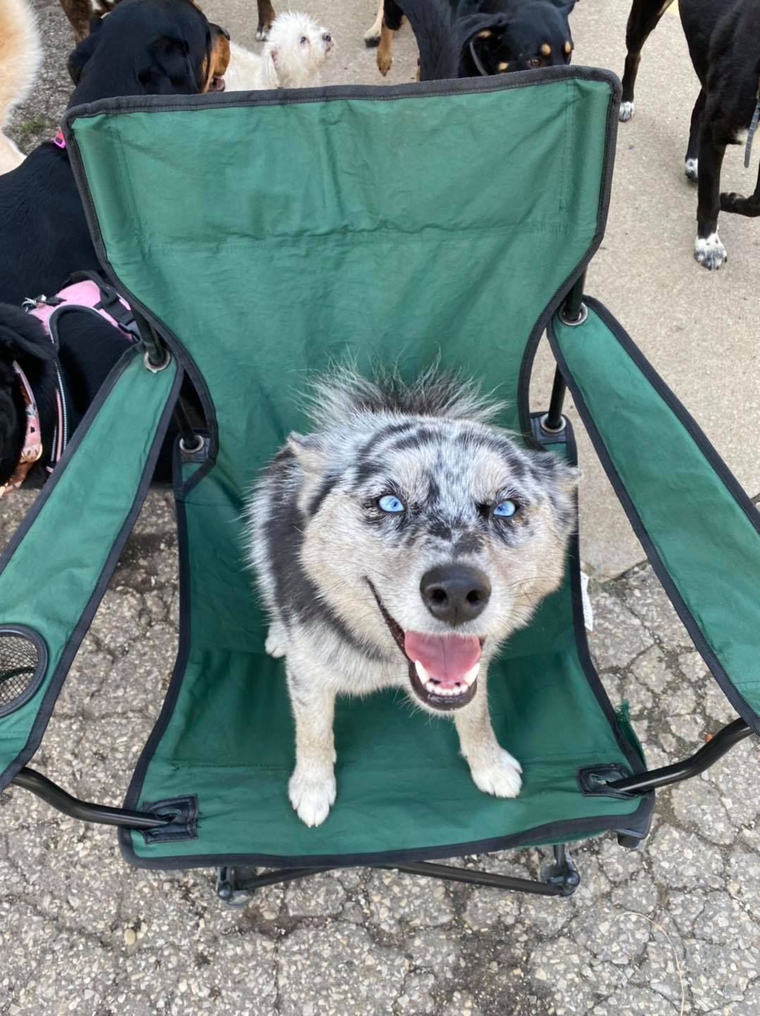 dog training water hose