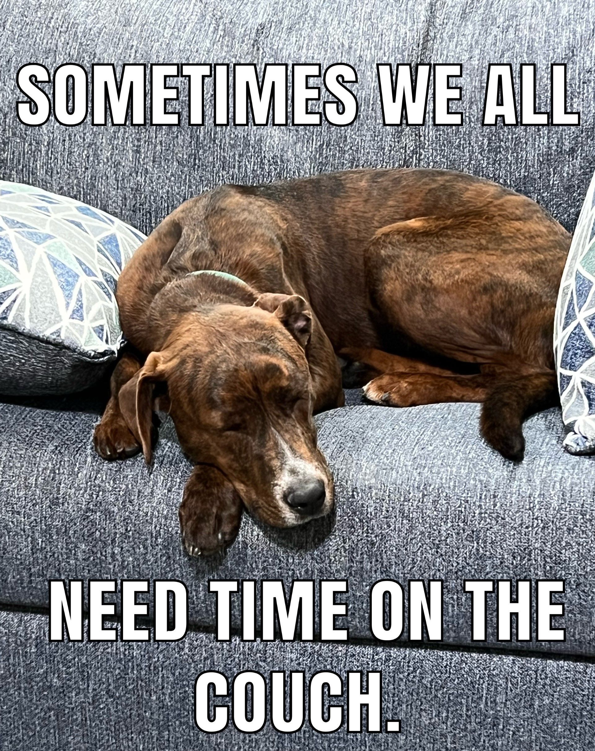 In Home Pet Care Services from Daisy's Pet Playground.