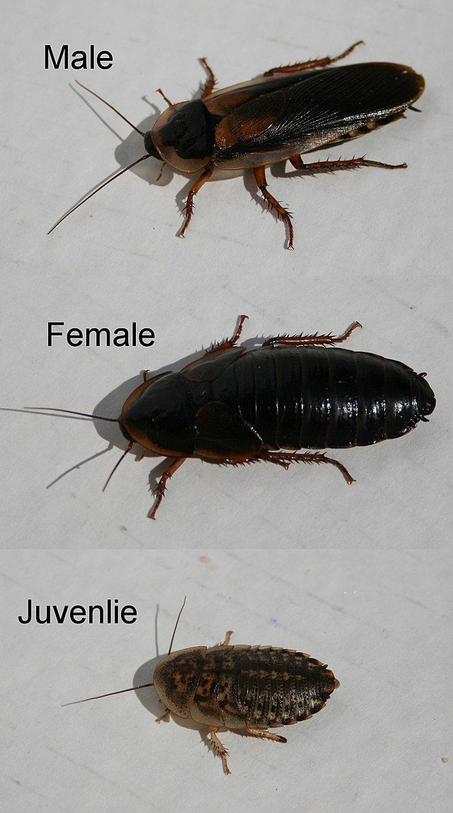cockroach removal in London