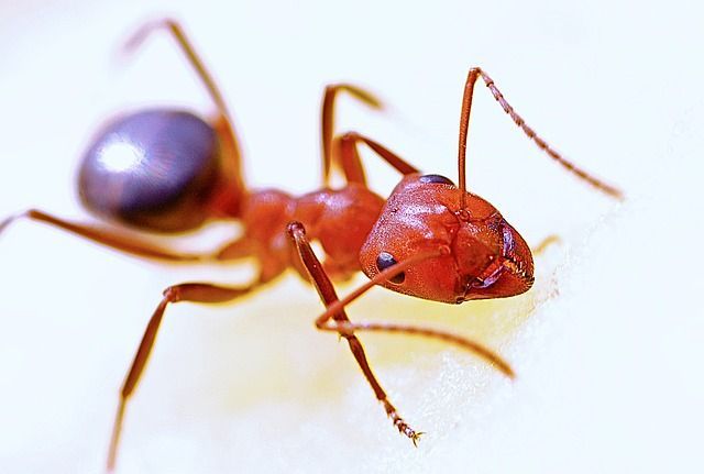 ant removal in London