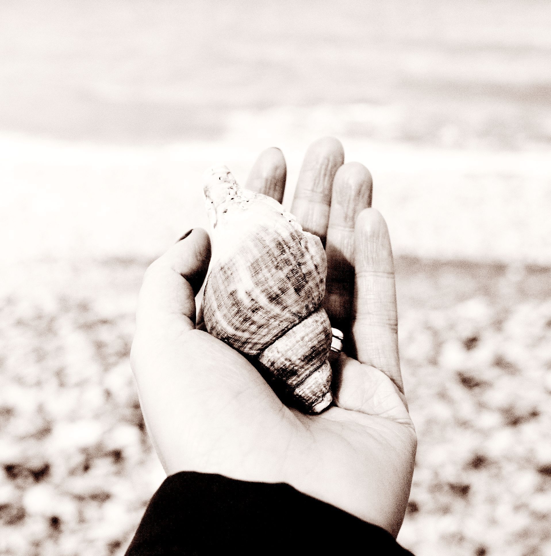 Eine Hand hält eine schneckenförmige Muschel mit Strandhintergrund