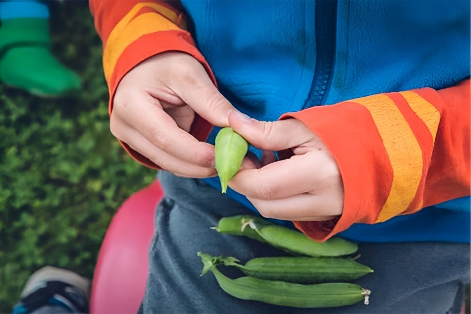 vegetables