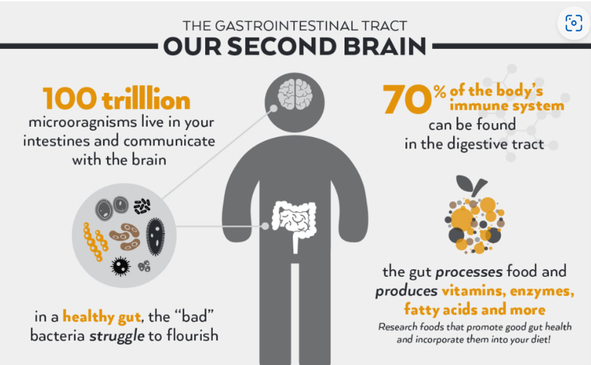 Infographic titled The Gastrointestinal Tract: Our Second Brain showing gut-brain connection, bacteria, and immunity.