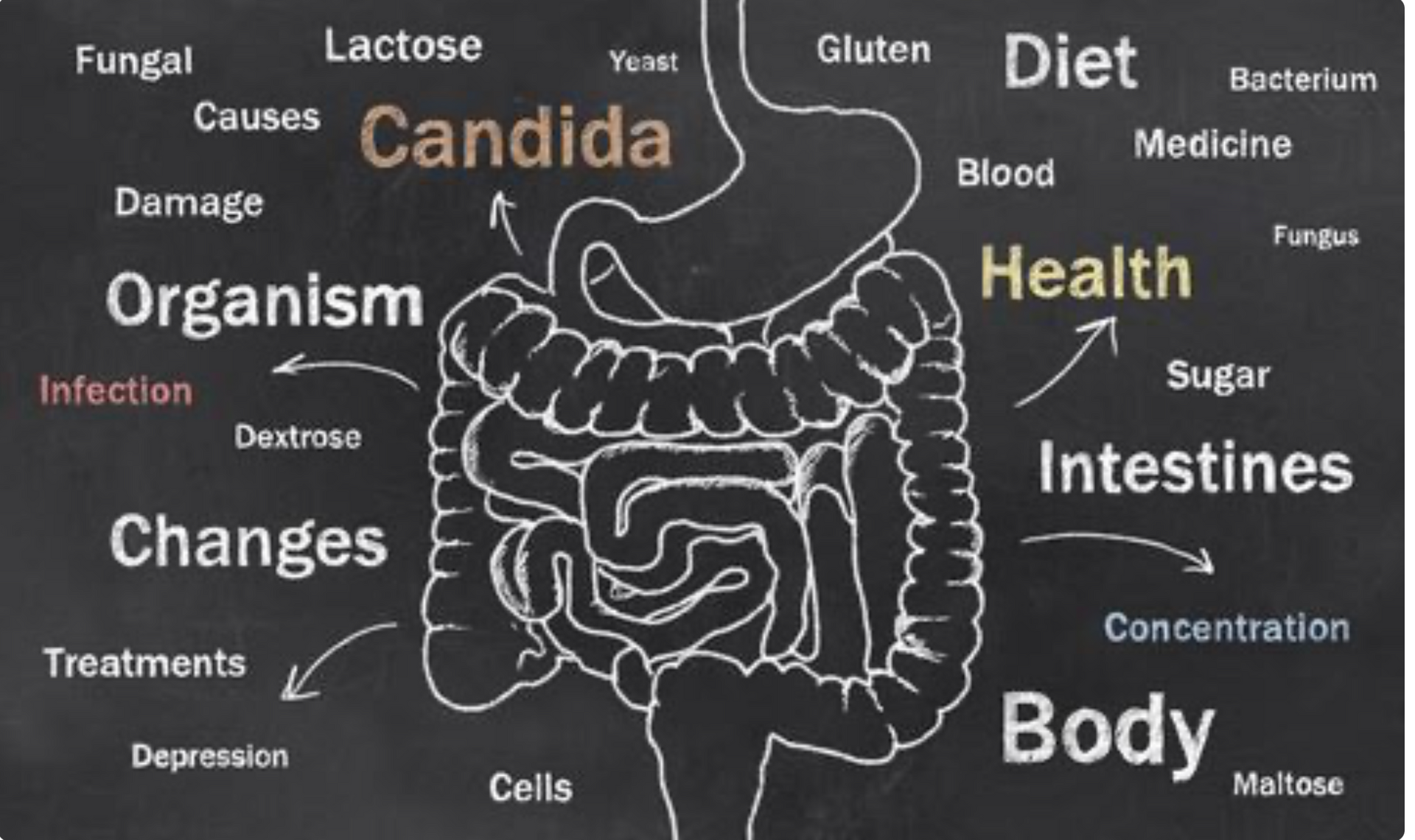 Chalkboard illustration of the human digestive system surrounded by health-related terms like Candida, diet, and organs.