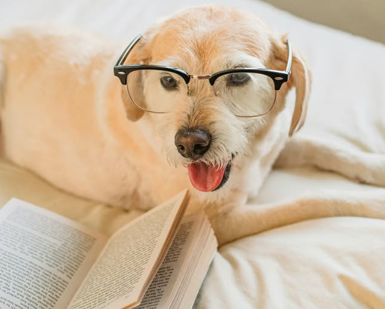 A dog wearing glasses is laying on a bed reading a book.