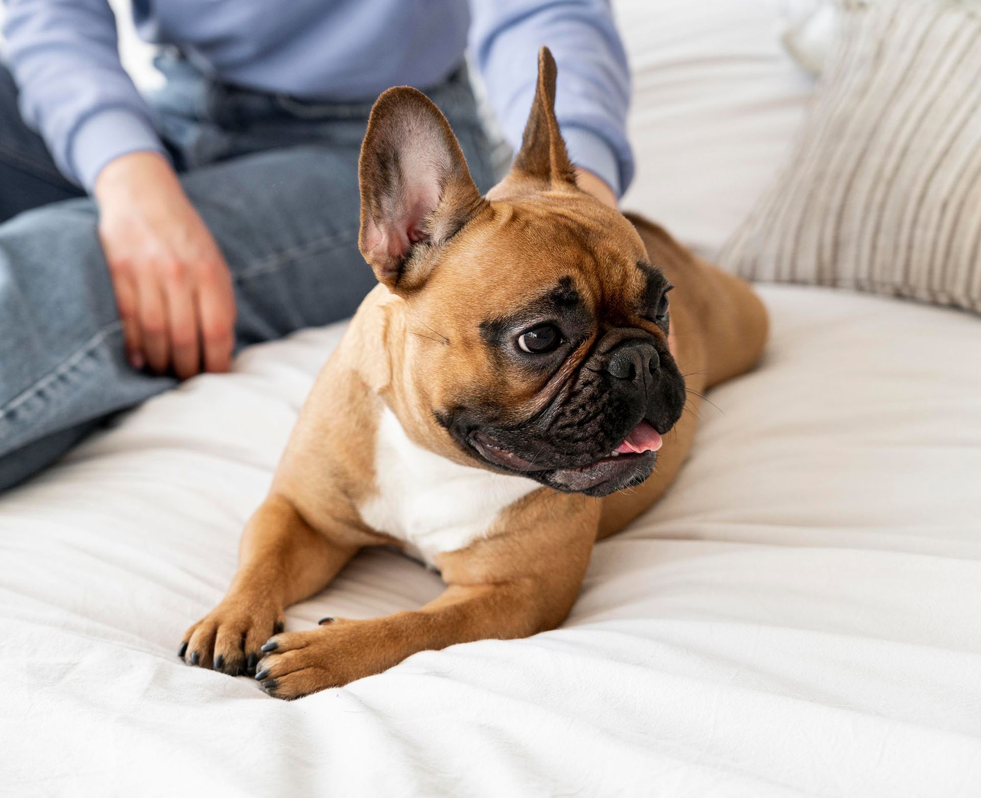 A french bulldog laying on a bed next to a person.