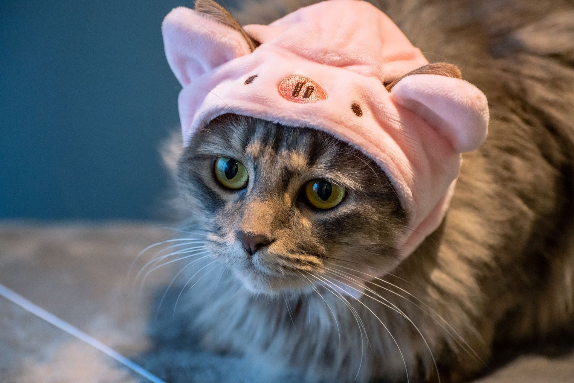 Gray tabby cat wearing a pink hat with ears, looking alert on a blue blanket