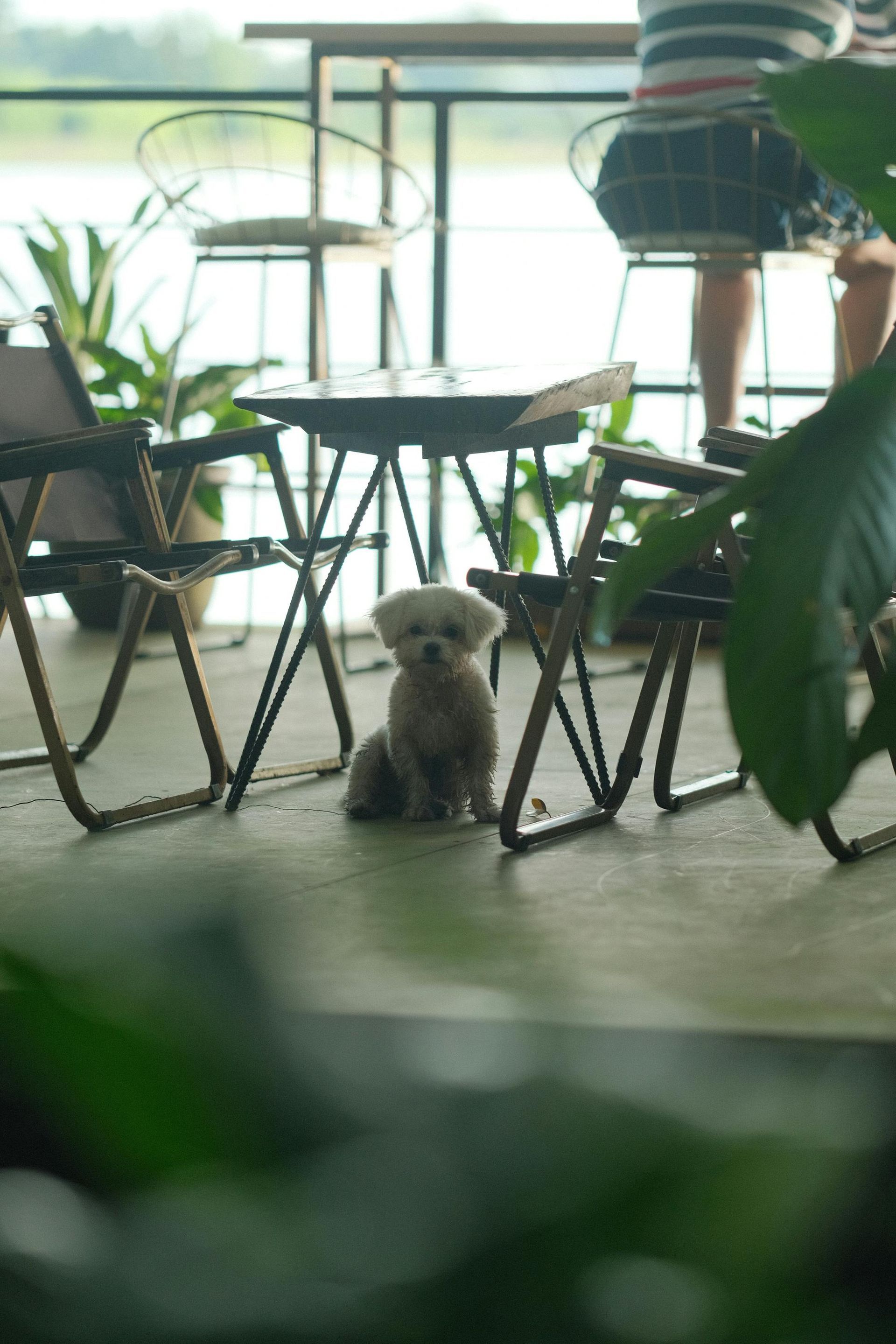 Small white fluffy dog sitting under café table surrounded by green plants