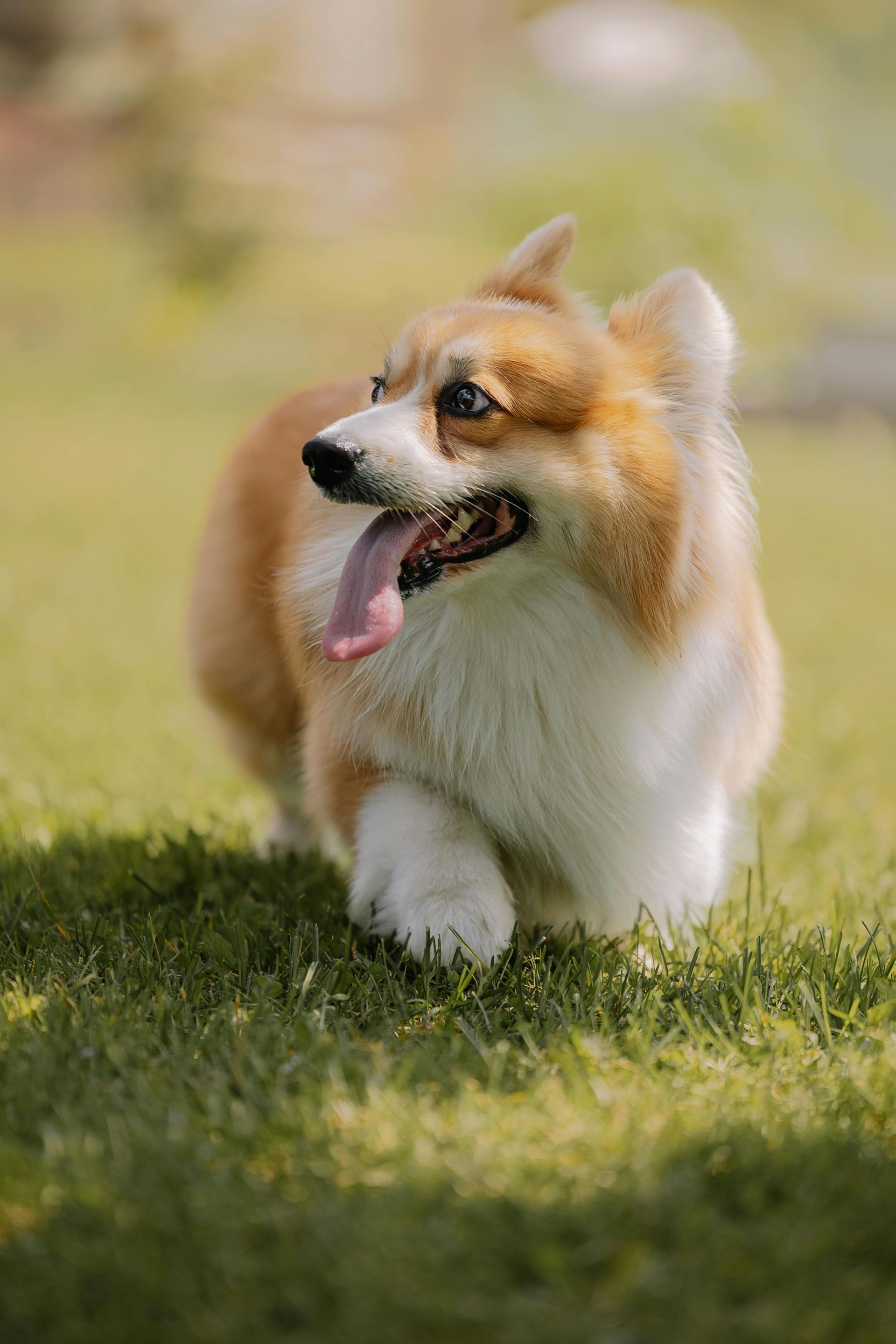 Small fluffy corgi walking on grass with tongue out, in a sunlit outdoor setting
