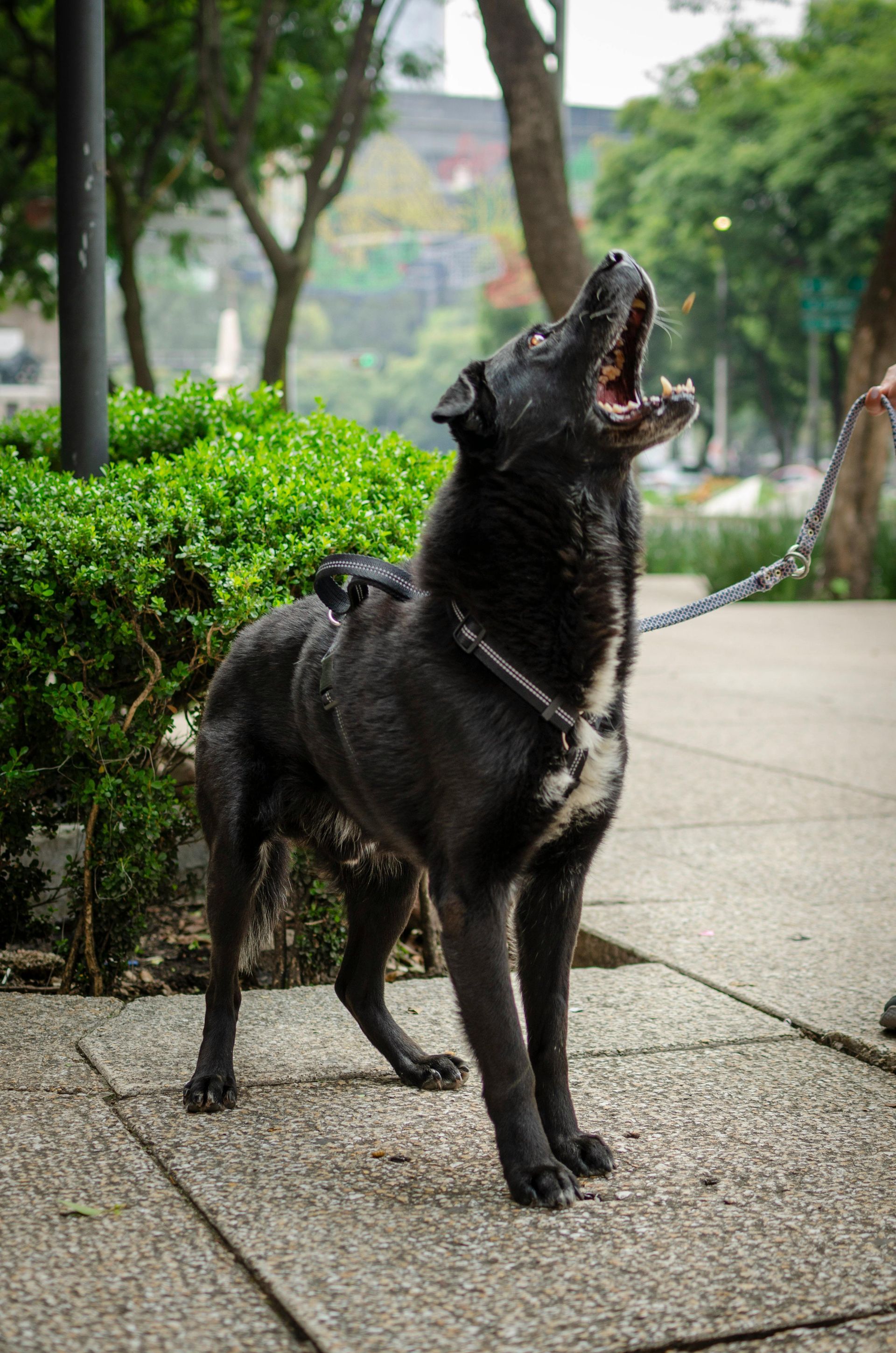 Black dog on leash howling outdoors on urban sidewalk with green bushes