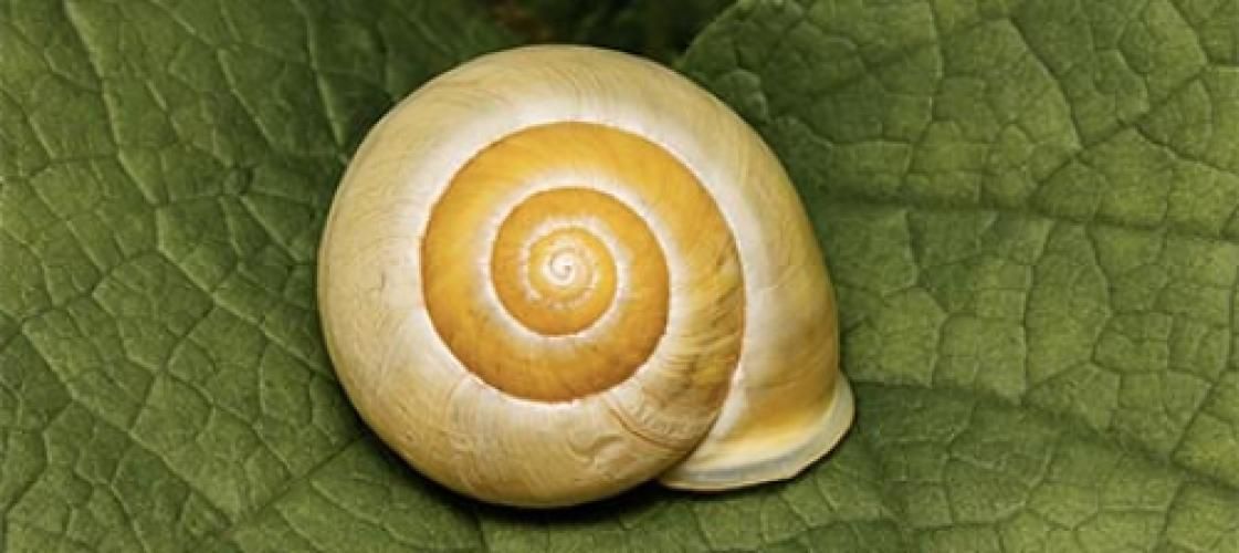 A close up of a snail shell on a green leaf.