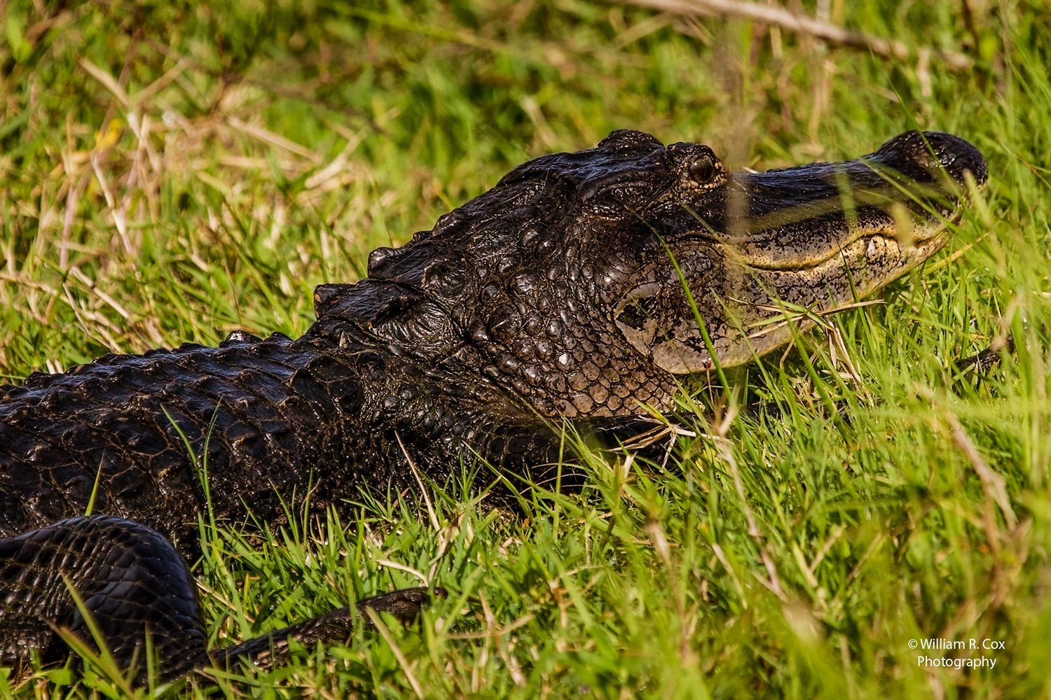 Reptile Photography