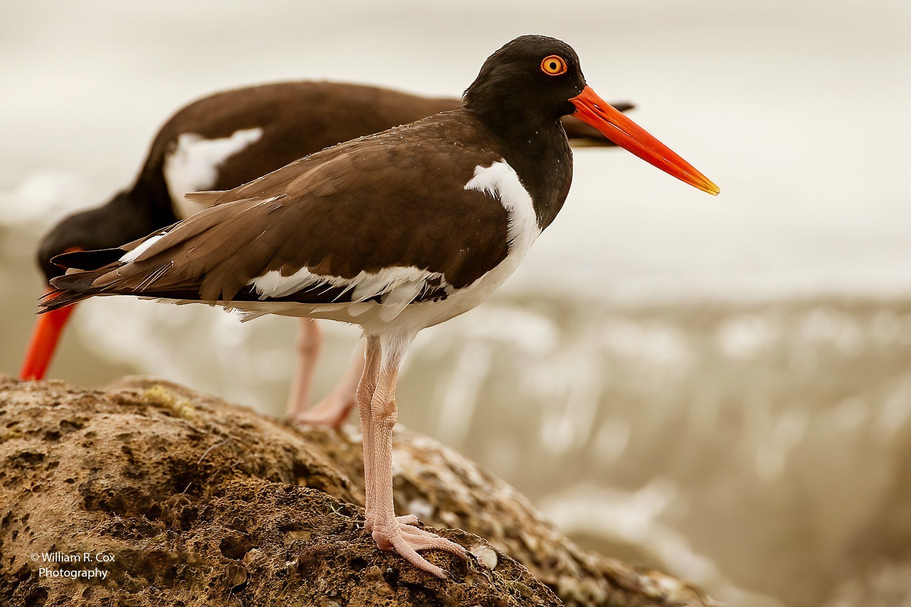 Bird Photography