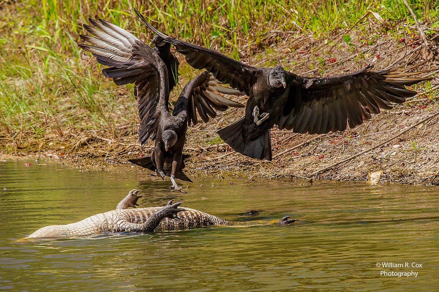 Nature Photography