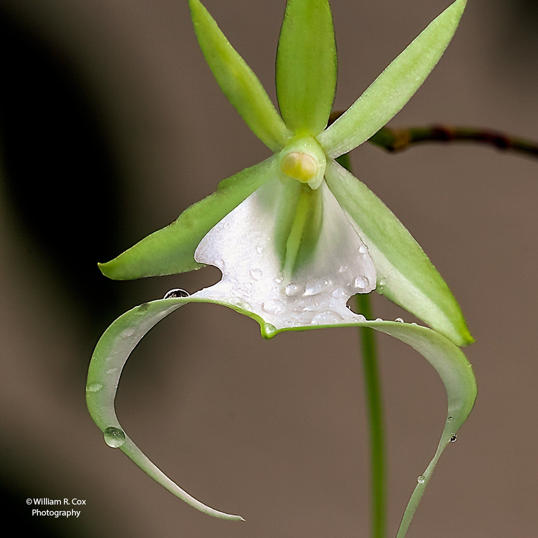Flower Photography