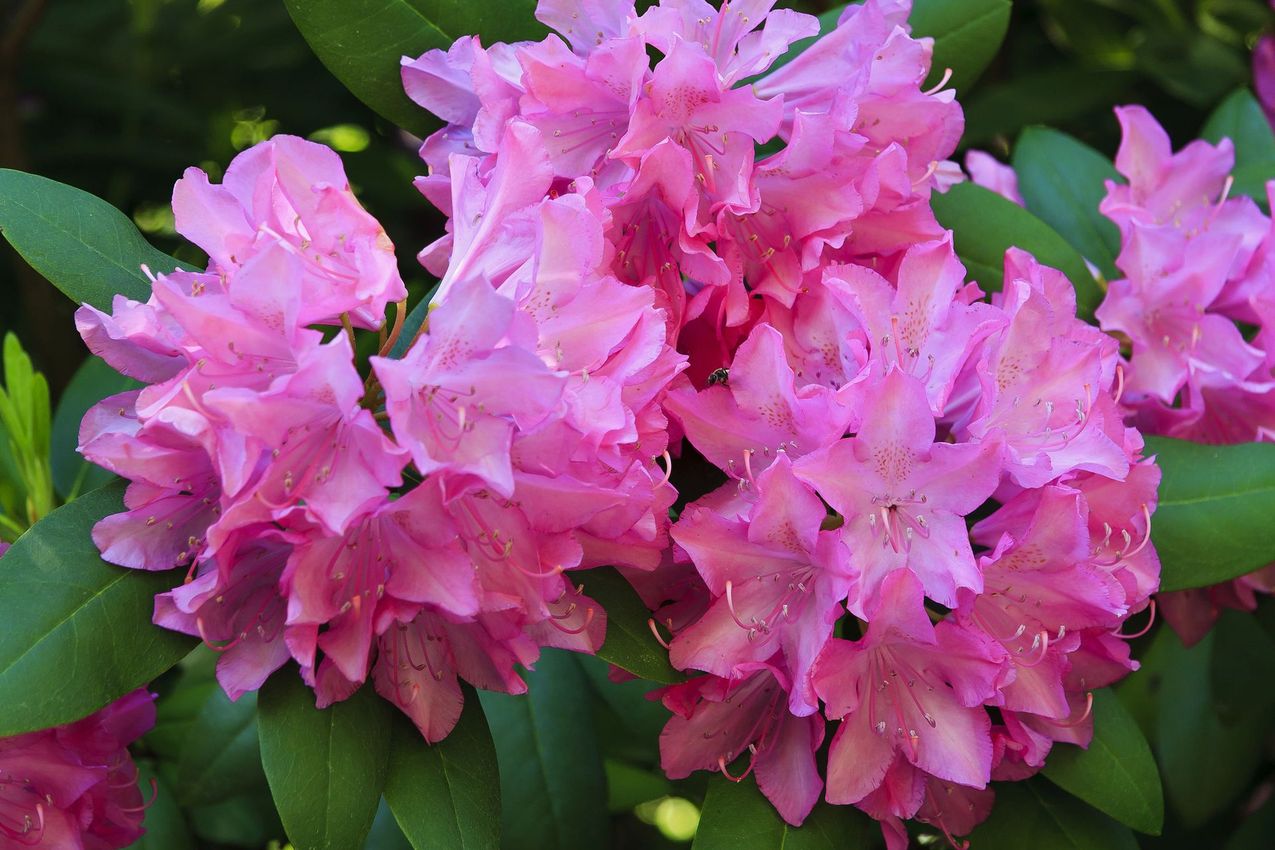 Fiori rosa di rododendro in piena fioritura, circondati da foglie verdi.