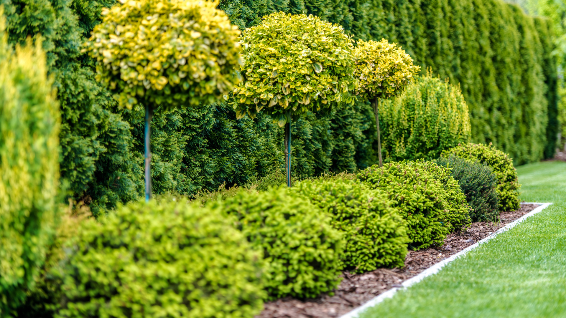 A lush green garden with lots of trees and bushes