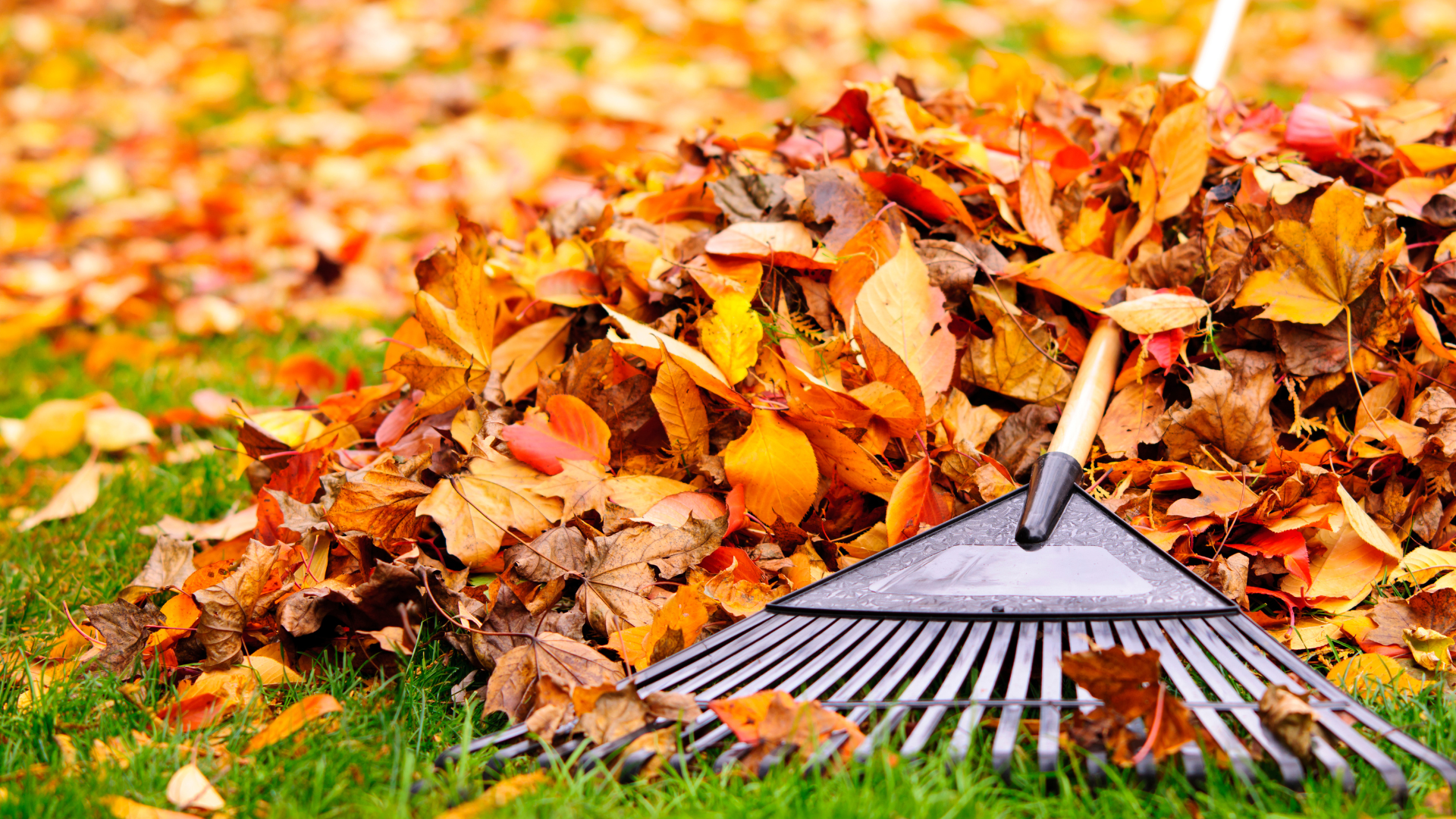 A rake is sitting on top of a pile of leaves.