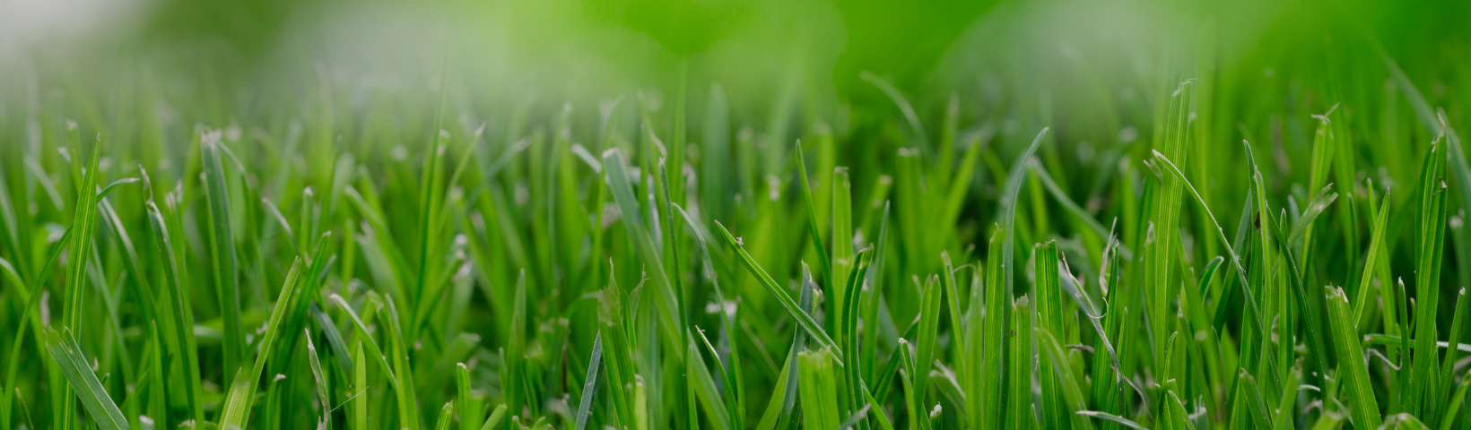 Close-up of fresh green grass blades with a blurred green background