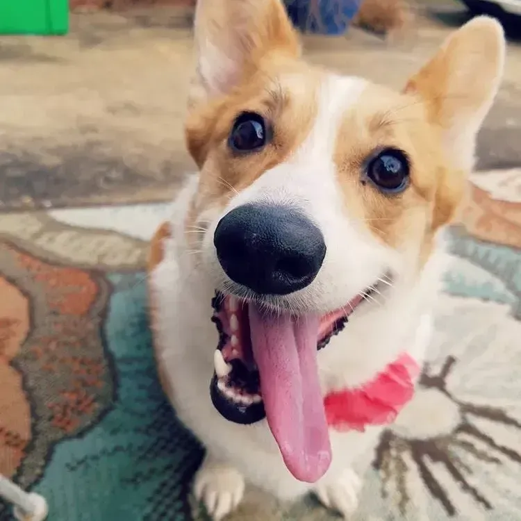 Happy puppy