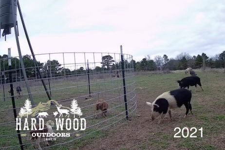 group hunt 29