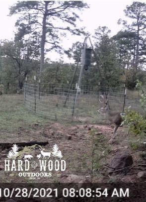 October trail cam