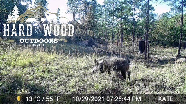 October trail cam- wild boar